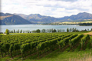 Vineyards - Nelson region